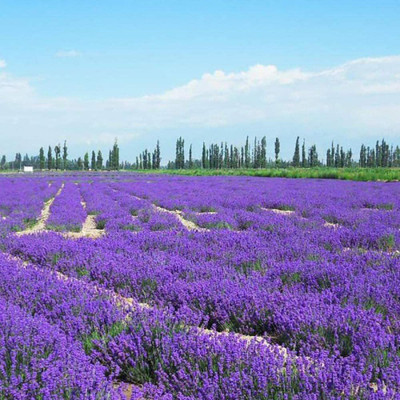 VibeX Lavender Seed(100 per packet)