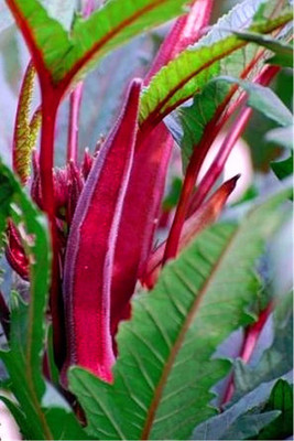 MKR Enterprises Ladyfinger Seed(100 per packet)