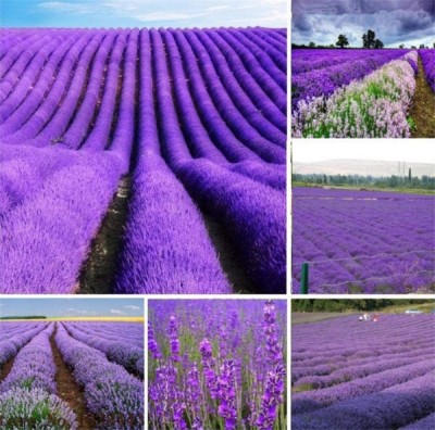 Biosnyg Garden Balcony,Easy to plant lavender fragrant flower seeds 125 Seeds Seed(125 per packet)