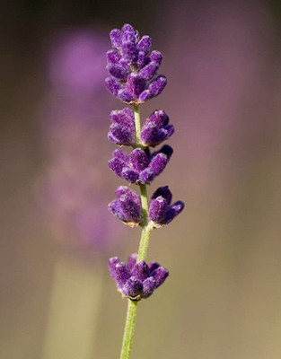 VibeX Lavender Seed(100 per packet)