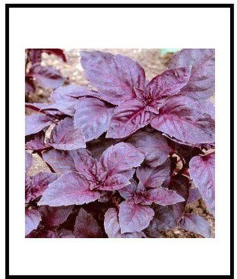 VibeX Basil Seed(10 per packet)