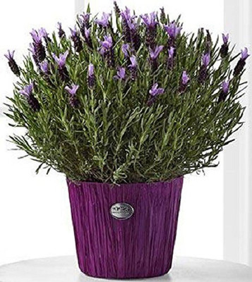 VibeX Lavender Seed(25 per packet)
