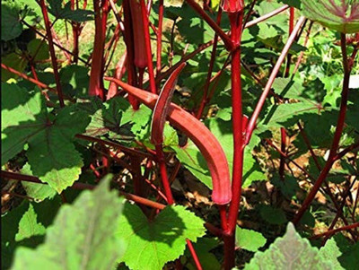 ActrovaX Red Okra Candle Fire[2000 Seeds] Seed(2000 per packet)