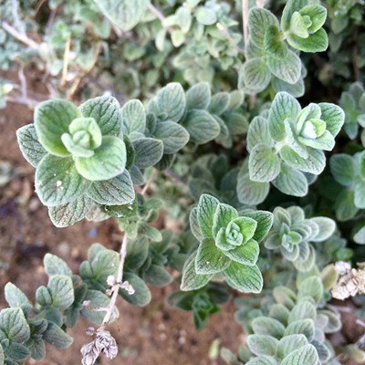 VibeX VVI-21 - Oregano Greek - (1350 Seeds) Seed(1350 per packet)