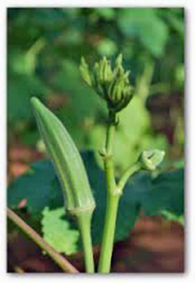 CYBEXIS VXI-19 - Okra Perkins Long Pod - (1350 Seeds) Seed(1350 per packet)