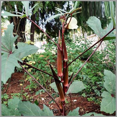 ActrovaX RED OKRA (BHINDI)[10gm Seeds] Seed(10 g)