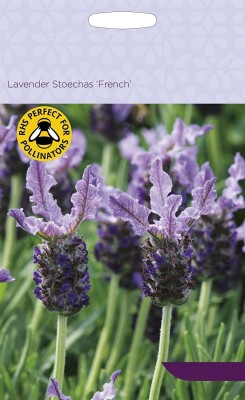 Biosnyg Herb - Lavender Munstead Strain 125 Seeds Seed(125 per packet)