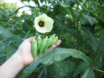 Biosnyg Vegetable Heirloom Organic Okra Lady's Finger Ukraine-500 x Seeds 2500 Seeds Seed(2500 per packet)