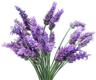 VibeX Lavender Seed(10 per packet)