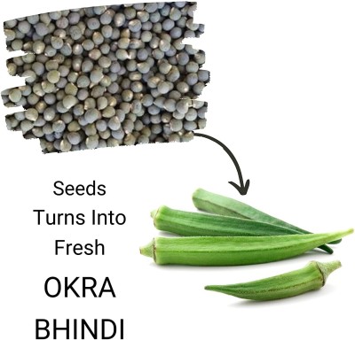 VibeX OKRA, Ladies Finger, Bhindi Seed(50 per packet)