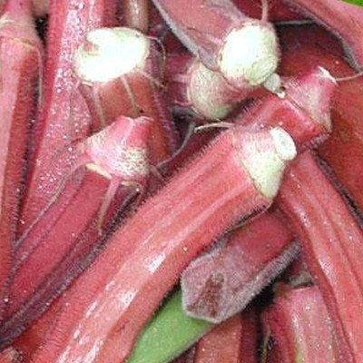CYBEXIS XLL-52 - Red Burgundy Okra - (1350 Seeds) Seed(1350 per packet)