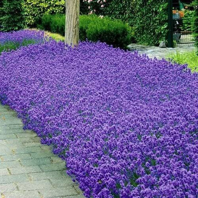 VibeX Lavender Seed(75 per packet)