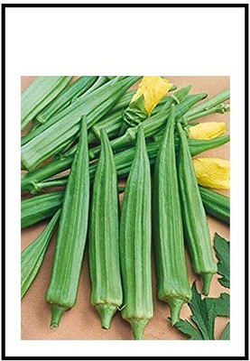 WILLVINE ™Hybrid Long Pod Okra Seeds Seed(1000 per packet)