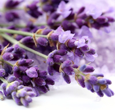 VibeX Lavender Seed(100 per packet)