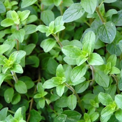 CYBEXIS PAU-11 - Italian Oregano HERB - (150 Seeds) Seed(150 per packet)