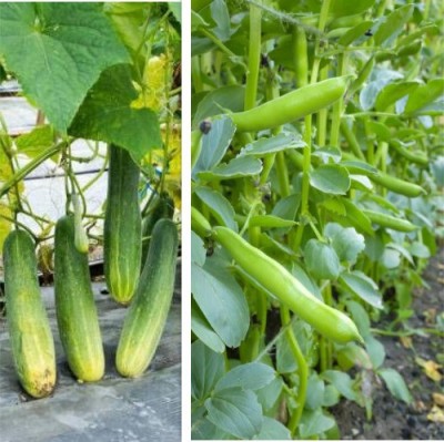 sporos Cucumber,Cluster Beans Seed(20 per packet)