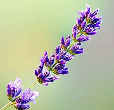 WILLVINE ™Lavender Stoechas French Seed(1000 per packet)
