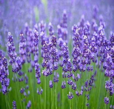 ActrovaX Lavender Seed(1 g)