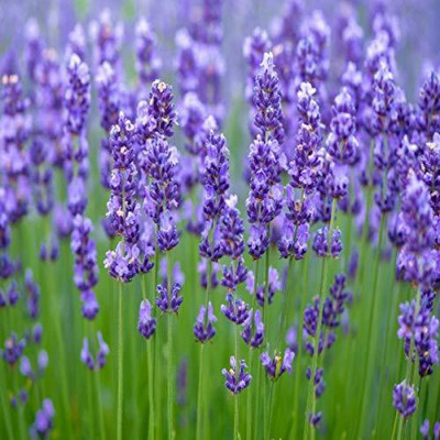ActrovaX Heirloom Quality Imported Hybrid Lavender [50 Seeds] Seed(50 per packet)
