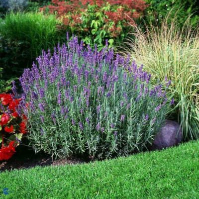 Biosnyg Lavender (Lavandula stoechas) - Seeds - Herbs 10 Seeds Seed(10 per packet)