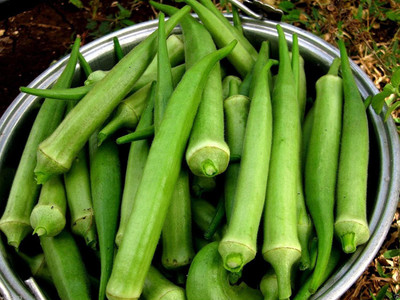 CYBEXIS LXI-90 - Extra-Long Lady's Finger Okra - (450 Seeds) Seed(450 per packet)