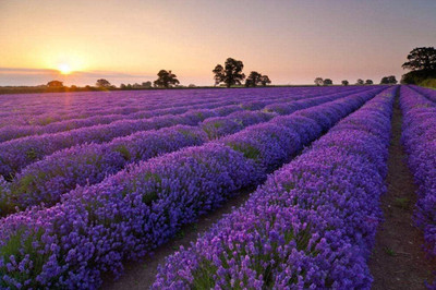 Biosnyg Easy to plant lavender fragrant flower seeds 50 Seeds Seed(50 per packet)
