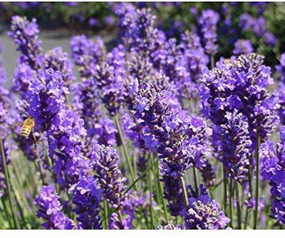 ActrovaX Lavender Micro Green Herb [400 Seeds] Seed(400 per packet)