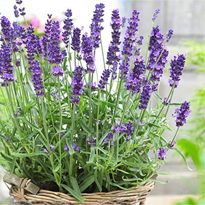 WILLVINE Lavender Seed(500 per packet)