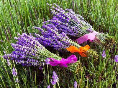 VibeX Lavender Seed(100 per packet)