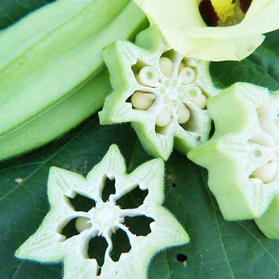 CYBEXIS TLX-41 - Hybrid Star of David Okra - (1350 Seeds) Seed(1350 per packet)