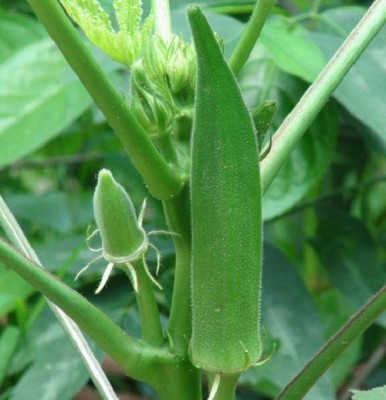 Biosnyg Rare Ladies Finger/Green Okra/Bhindi भिंडी-100gm x Seeds 100gm Seeds Seed(100 g)