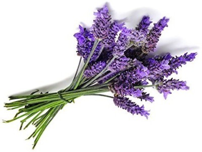 Biosnyg Ornamental Plants For Garden Lavender Flower 75 Seeds Seed(75 per packet)