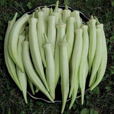 VibeX OKRA, Ladies Finger, Bhindi Seed(1000 per packet)