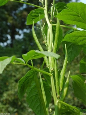 KLARKEE Z2892_X_Nombo Giant Philippine Okra,Bhindi, Gumbo, Extra-Long Lady's Finger Seed(500 per packet)