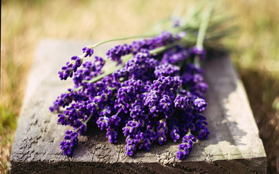 WILLVINE ™Garden - Sacred Herb - Lavender Seed(1000 per packet)