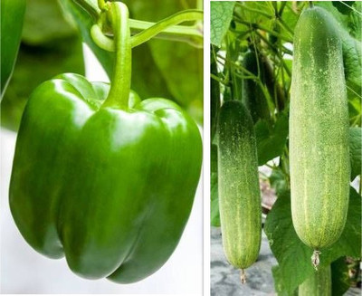 sporos Capsicum,Cucumber Seed(20 per packet)