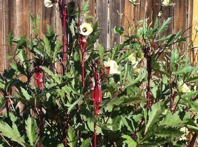 Biosnyg Rare Okra: Burgundy Red Heirloom Seeds Open Pollinated-1000 x Seeds 5000 Seeds Seed(5000 per packet)