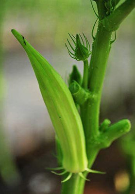 Biosnyg Abelmoschus Moschatus Okra Seeds Organic Vegetables-200 x Seeds 1000 Seeds Seed(1000 per packet)