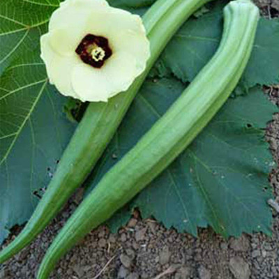 CYBEXIS XLL-18 - Perkins Long Pod Okra - (1350 Seeds) Seed(1350 per packet)