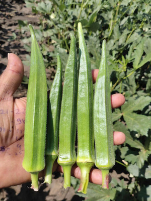 ActrovaX Okra - ARKA ANAMIKA Okra/BHINDI/Lady Finger[10gm Seeds] Seed(10 g)