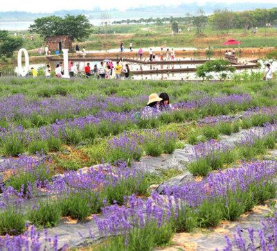 VibeX Lavender Seed(50 per packet)