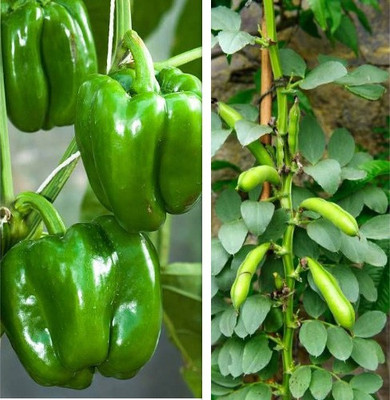 sporos Capsicum,Cluster Beans Seed(20 per packet)