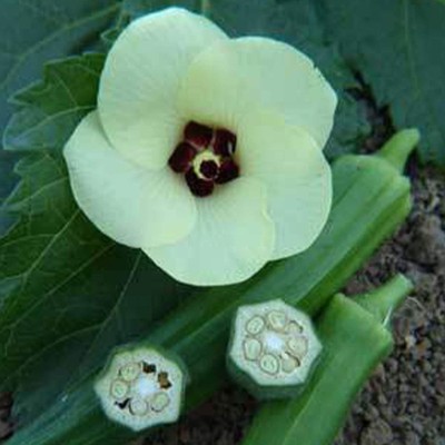 Biosnyg Jade Okra Seeds -500 x Seeds 2500 Seeds Seed(2500 per packet)