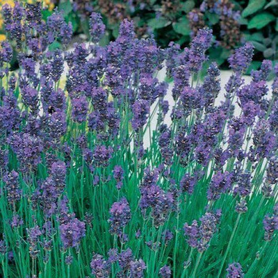 VibeX Lavender Seed(50 per packet)