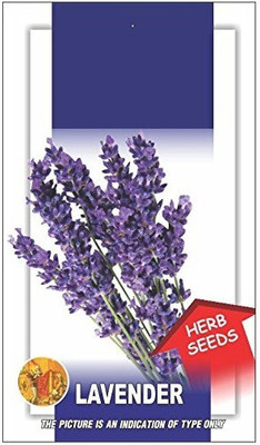 Biosnyg Lavender Seed(25 per packet)