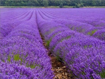 Biosnyg Lavender Herb Seeds F1 Hybrid 125 Seeds Seed(125 per packet)