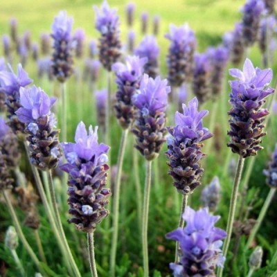 Biosnyg Lavender (Lavandula Officinalis Verani) Seeds 50 Seeds Seed(50 per packet)