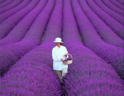 Biosnyg French Provence Lavender Very Fragrant Seeds 75 Seeds Seed(75 per packet)