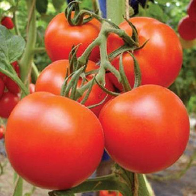 Greenry Tomato Seed(100 per packet)