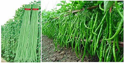 ginnienterpris Beans, CHILLI Seed(170 per packet)